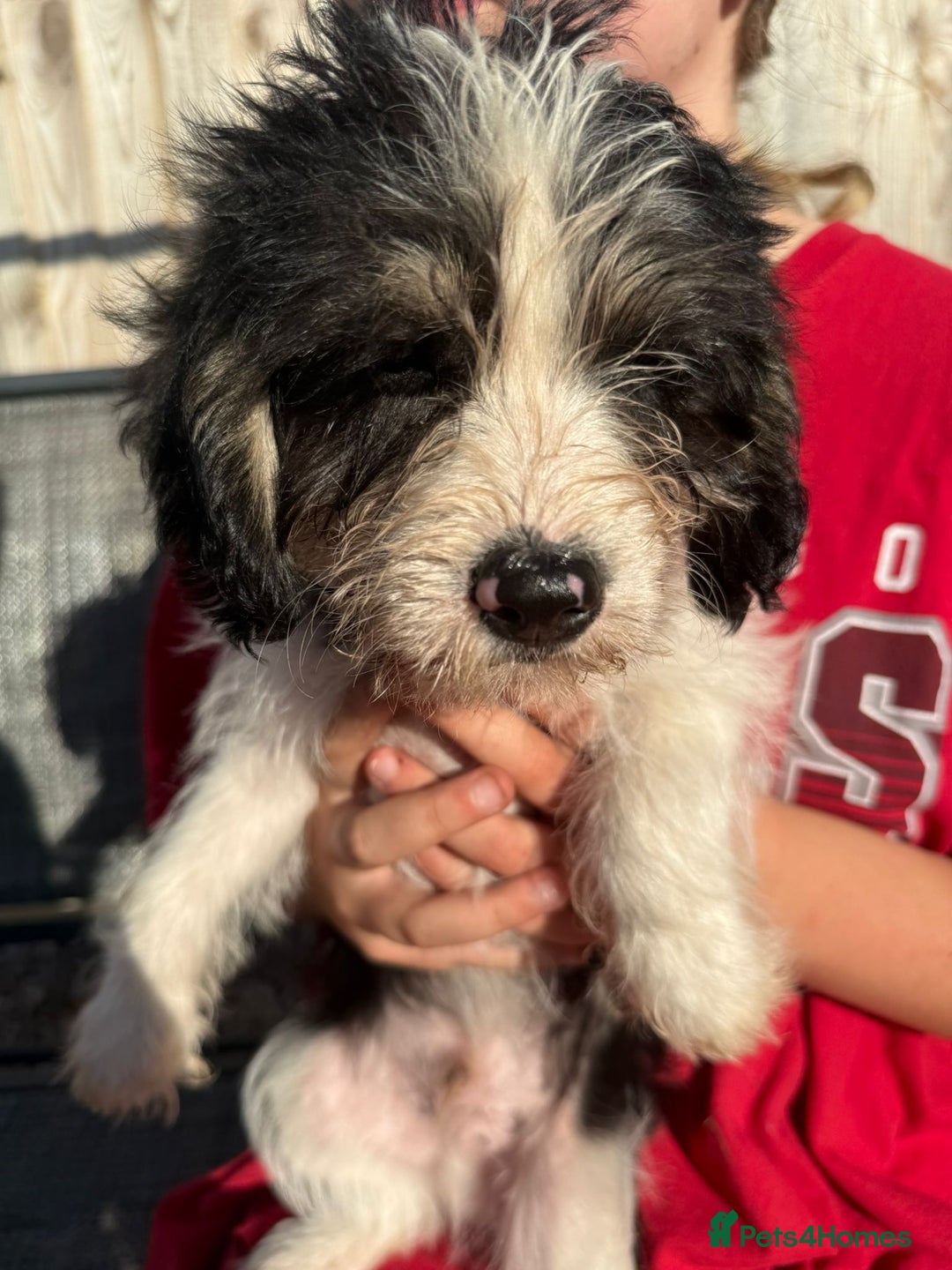 Mixed Breed dogs for sale: Beagle Cross puppies  - Image 17