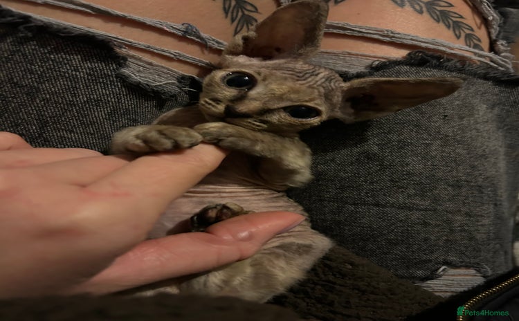 Sphynx cats Sphyx  - Advert 11