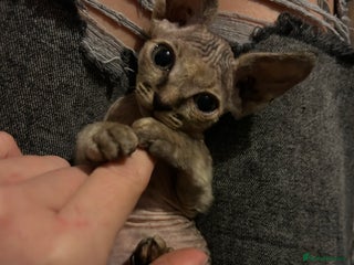 Sphynx cats Sphyx - Advert 8