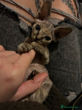 Sphynx cats Sphyx - Advert 11