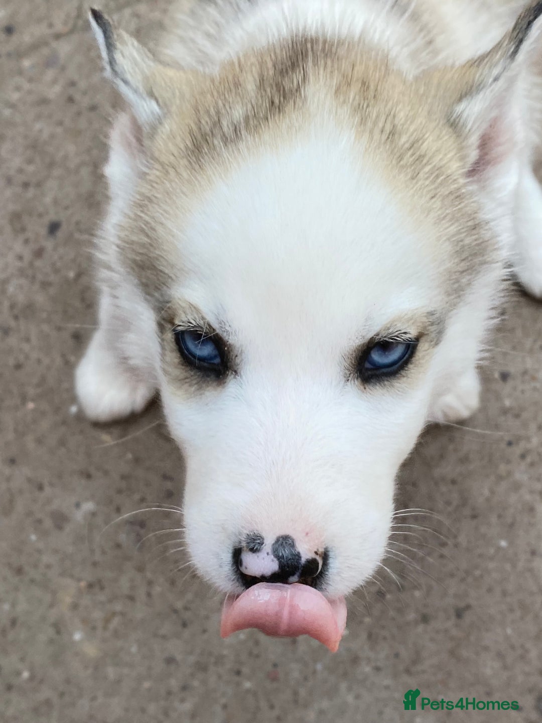 Siberian Husky dogs for sale: Siberian Husky Puppies in Birmingham - Image 13