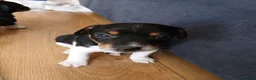 Jack Russell dogs for sale: Jack Russell puppies in Pershore - Advert 5