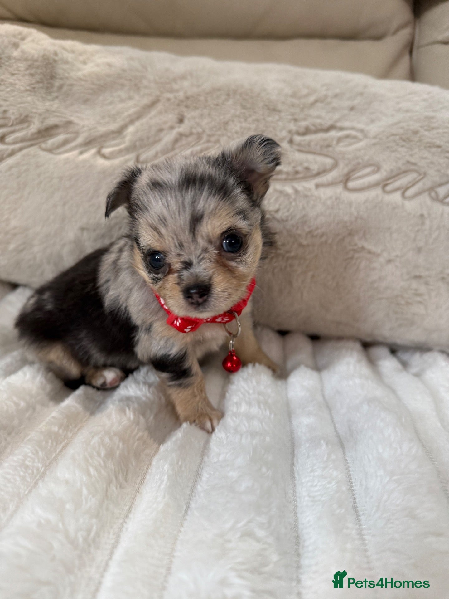 Chihuahua dogs Stunning litter of chihuahua babies!  - Advert 2