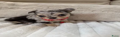 Red collar