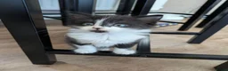 Mixed Breed cats for sale: Male kittens - Advert 4