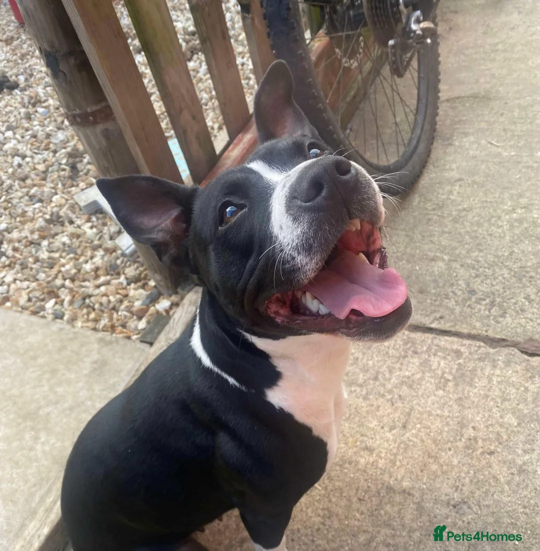 Mixed Breed dogs for sale: 5 month small staffy x lurcher female pup  - Advert 7