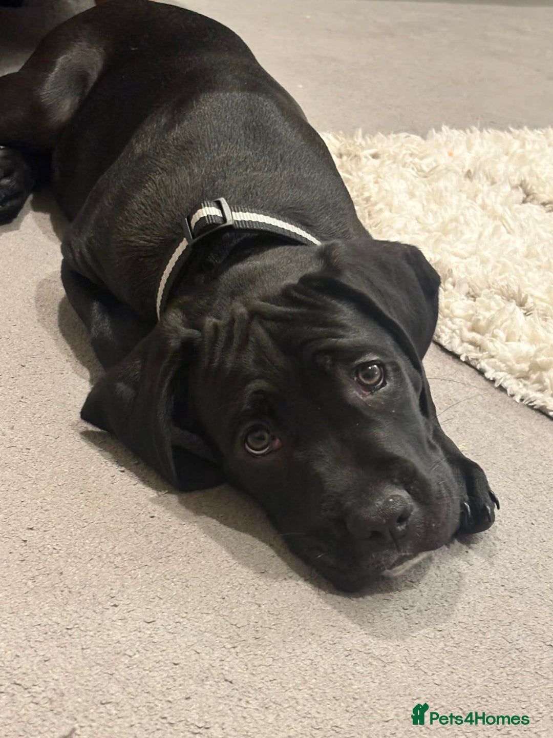 Cane Corso dogs for sale: Beautiful cane corso pup  - Advert 1