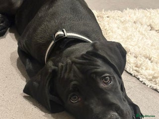 Cane Corso dogs for sale: Beautiful cane corso pup - Advert 1