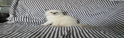 Ragdoll cats for sale: GCCF REGISTERED RAGDOLL KITTENS - Advert 7