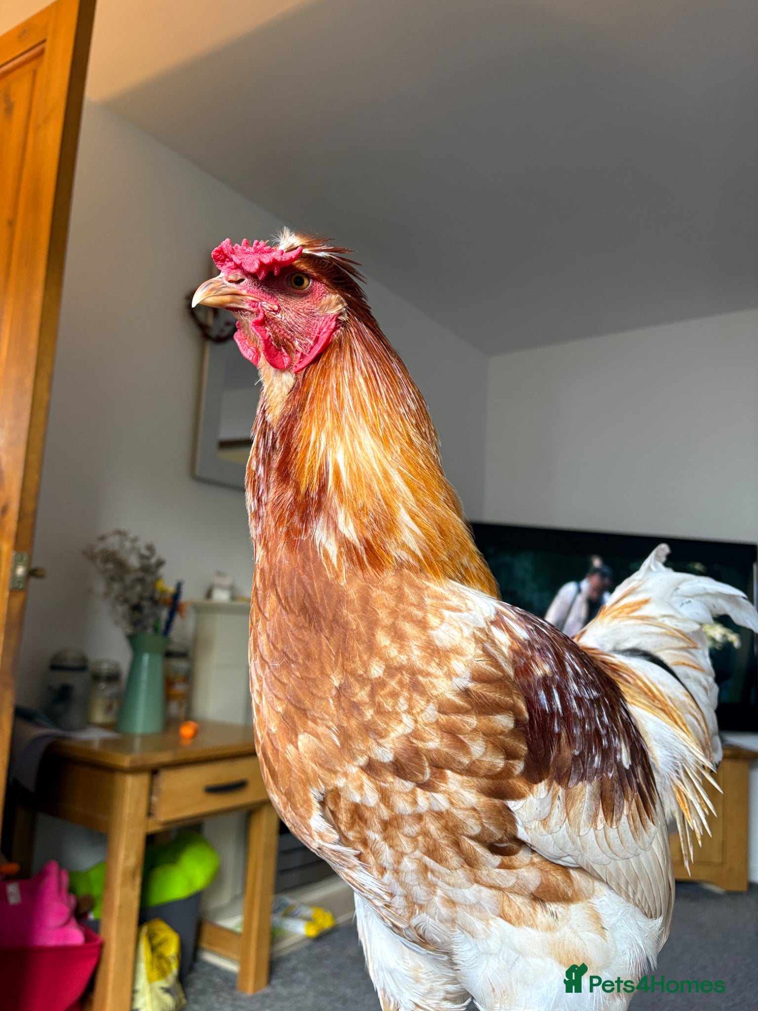 Chickens poultry friendly rooster  - Advert 1