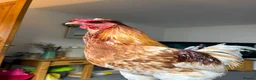 Chickens poultry for sale: friendly rooster  - Advert 1