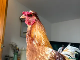 Chickens poultry for sale: friendly rooster - Advert 2