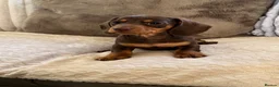 Miniature Dachshund dogs for sale: KC REGISTERED MINIATURES  - Advert 6