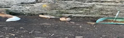 Ducks poultry for sale: Two call duck cross mallard drakes - Advert 4