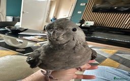 Cockatiels birds for sale: Male Handreared whiteface cockatiel for sale - Image 3