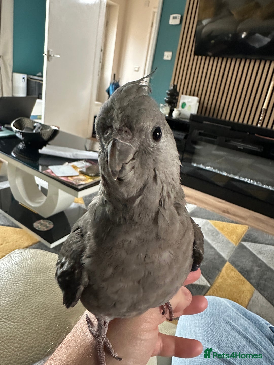 Cockatiels birds for sale: Male Handreared whiteface cockatiel for sale - Image 3