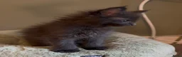 Maine Coon cats for sale: Beautiful pedigree Maine Coon kittens READY NOW - Advert 6