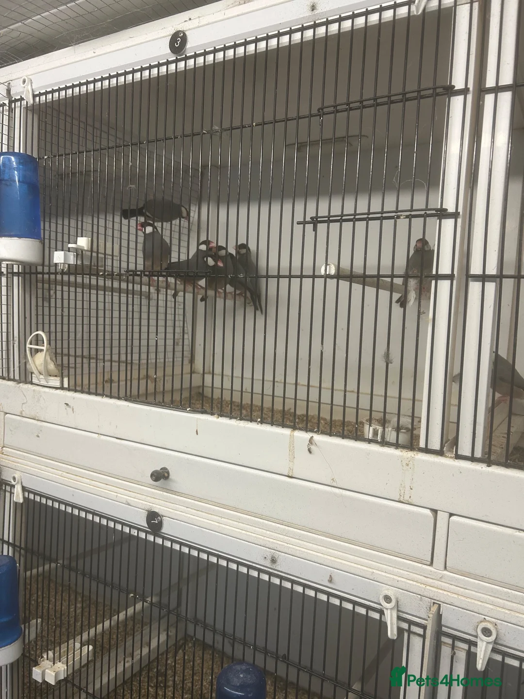 Finches birds for sale: Javas ,quail, canarys - Advert 2