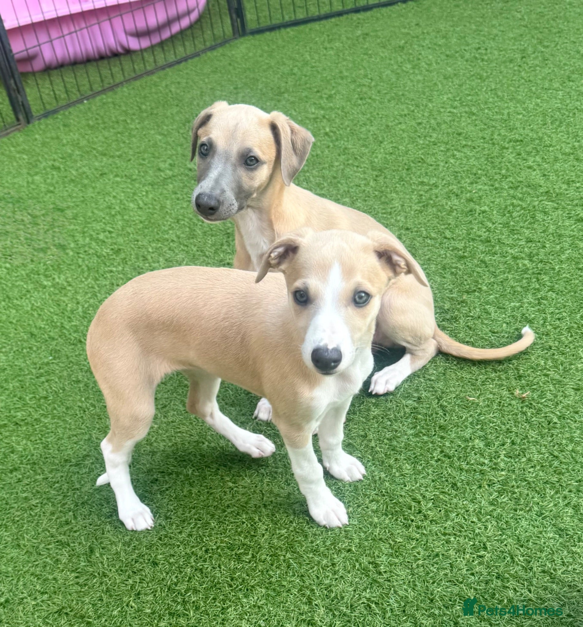 Whippet dogs Beautiful whippet babies! - Advert 1