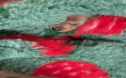Miniature Dachshund dogs for sale: Smooth shaded red - Image 19
