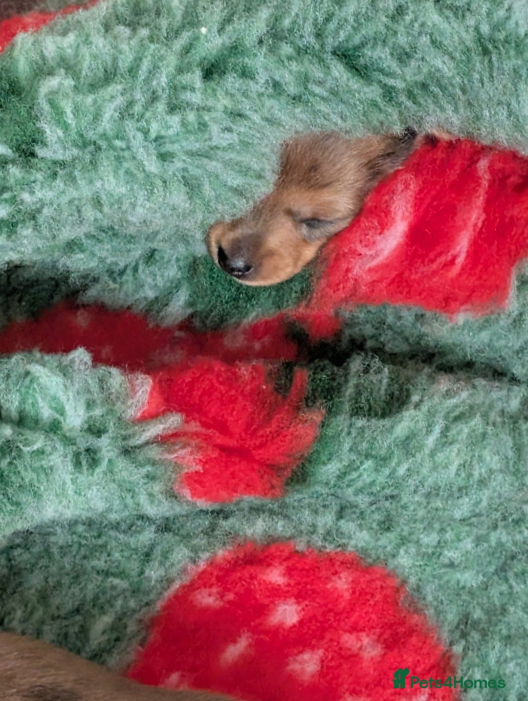 Miniature Dachshund dogs for sale: Smooth shaded red - Image 19