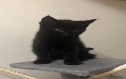 Mixed Breed cats for sale: 🐾Gorgeous Male Kittens Looking for Loving Homes🐾 - Image 7