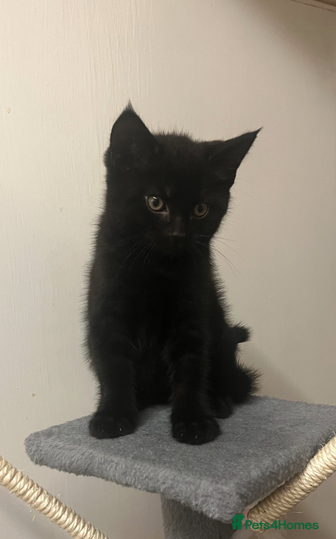 Mixed Breed cats for sale: 🐾Gorgeous Male Kittens Looking for Loving Homes🐾 - Image 7