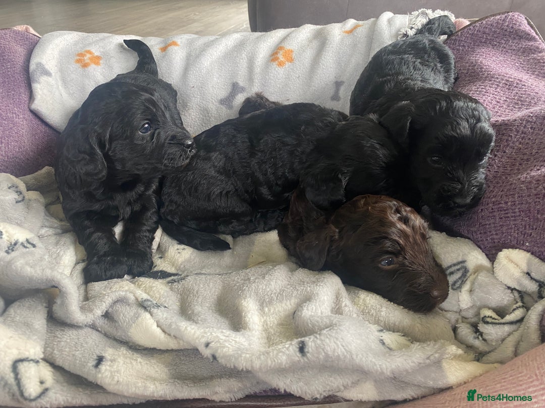 Cockapoo dogs for sale: Cockapoo pups  - Image 8