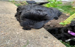 Schnoodle dogs for sale: LAst GIRL REDUCED READY NOW  - Image 29