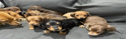 Miniature Dachshund dogs for sale: Quality KC Registered Mini Long-Haired Dachshunds  - Advert 2