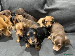 Miniature Dachshund dogs Quality KC Registered Mini Long-Haired Dachshunds - Advert 5