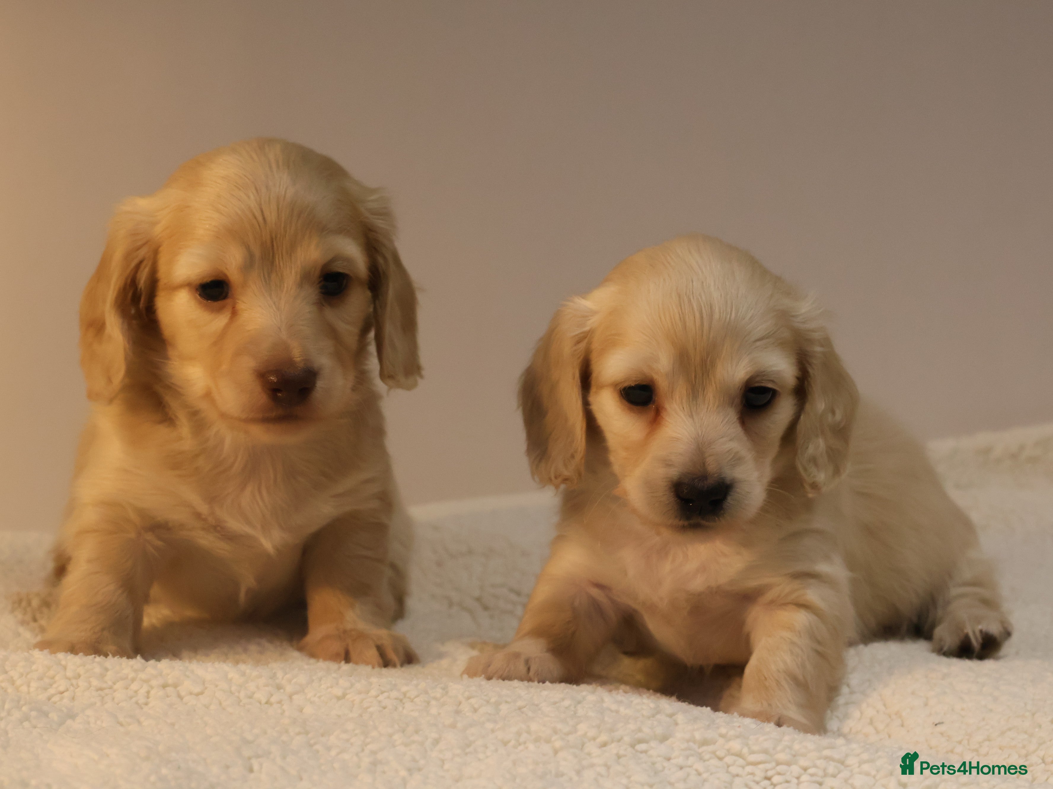Miniature Dachshund dogs 5*Licensed+CREAMLONGHAIR+KCreg+PRACLEAR+Vetchecked - Advert 1