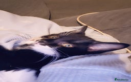 Mixed Breed cats for sale: Female kitten - Image 12