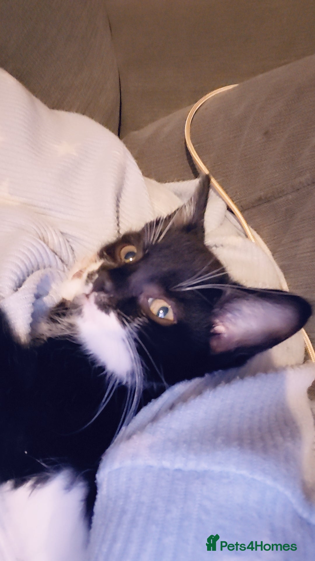 Mixed Breed cats for sale: Female kitten - Image 12