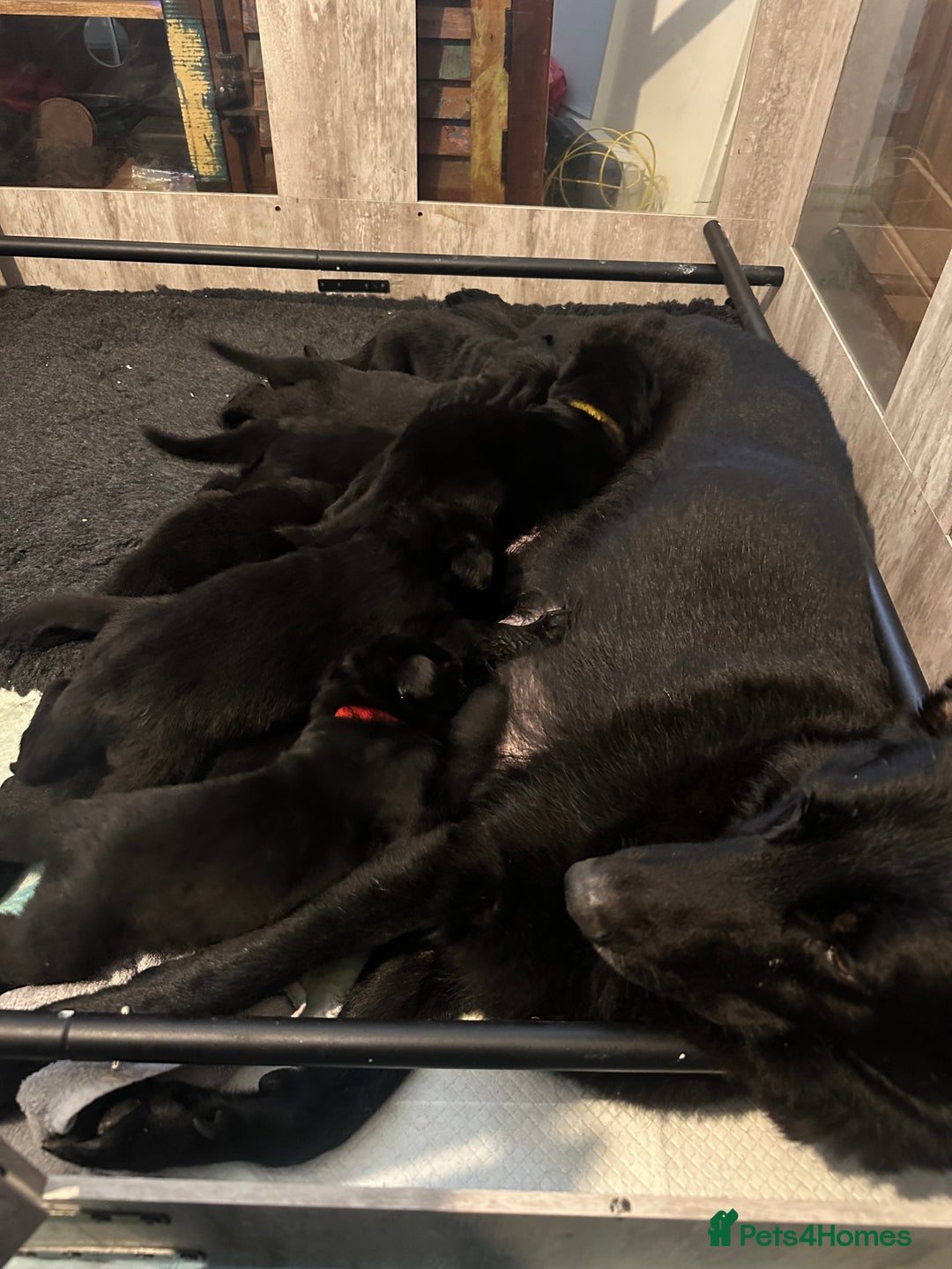 German Shepherd dogs for sale: Pure black german shepherd puppies - Image 11
