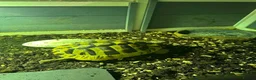 Hermann Tortoise reptiles for sale: 6 year old Herman’s tortoise  in Chester - Advert 4