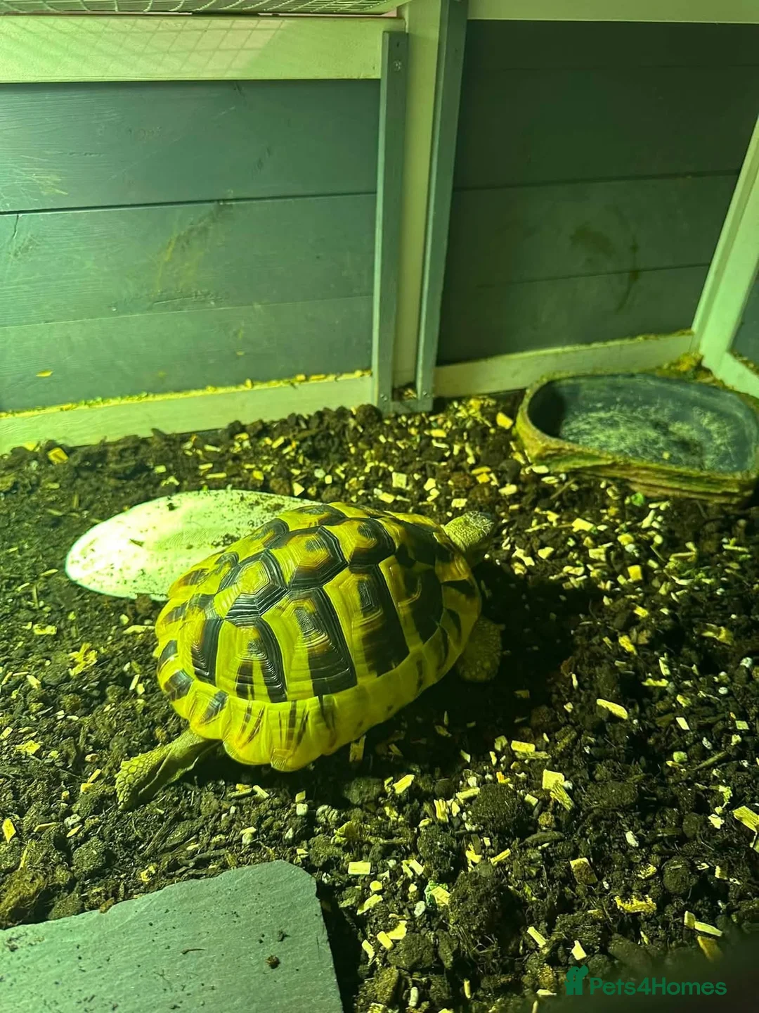 Hermann Tortoise reptiles for sale: 6 year old Herman’s tortoise  in Chester - Advert 4