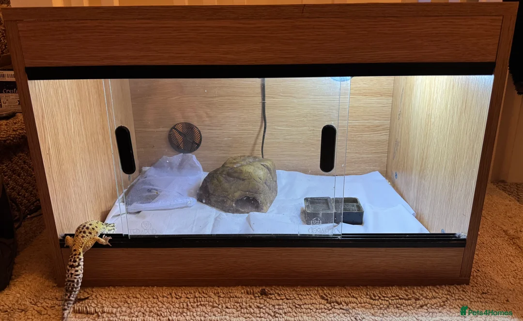 Leopard Gecko reptiles for sale: Beloved leopard gecko for sale - ASAP - Advert 5