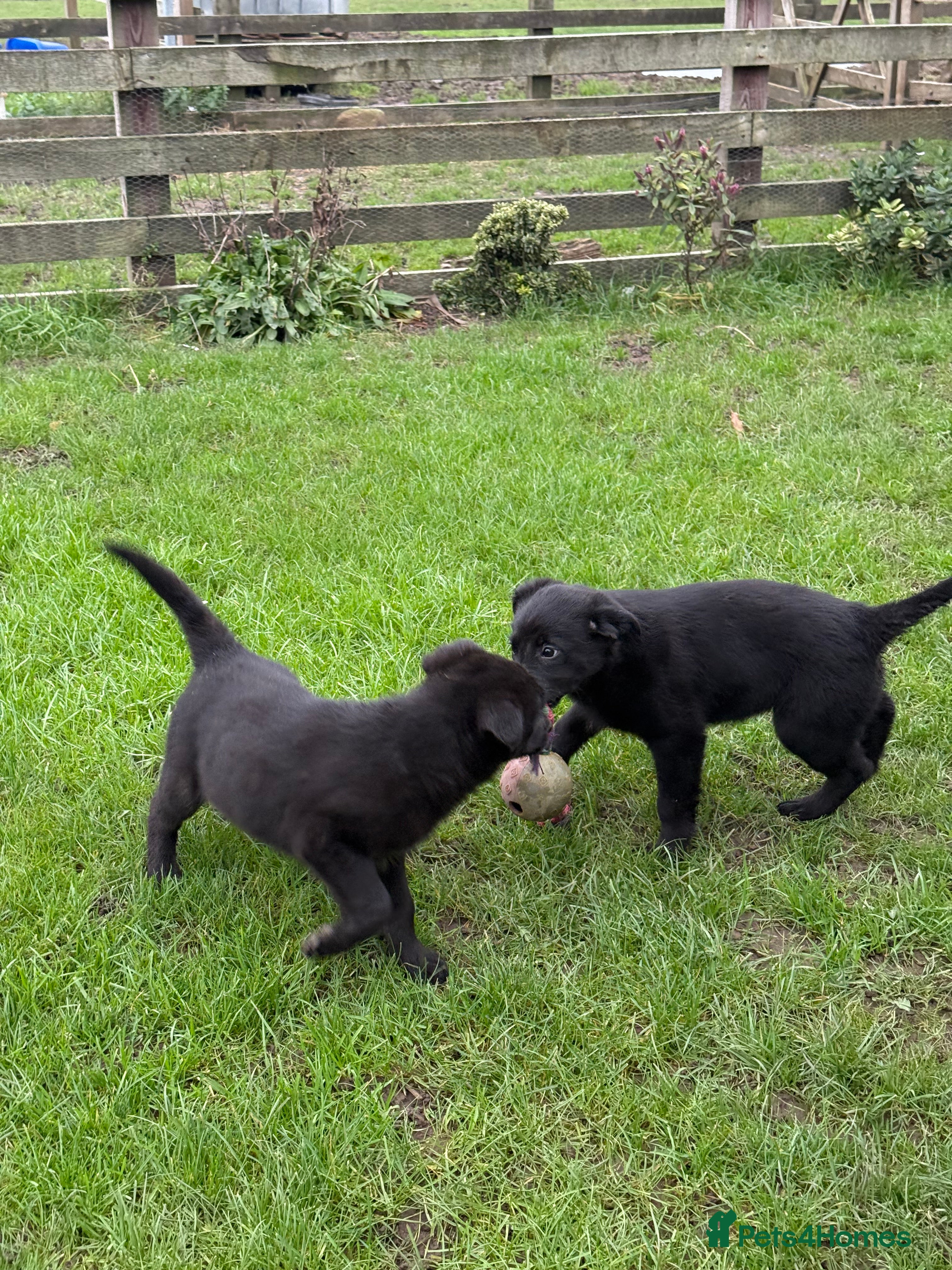 Borador dogs Fully vaccinated fantastic puppies - Advert 18