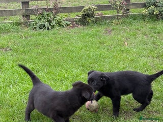 Borador dogs Fully vaccinated fantastic puppies - Advert 18