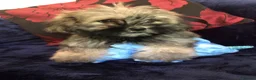 Malshi dogs for sale: shihtzu x maltese puppies for sale  - Advert 17