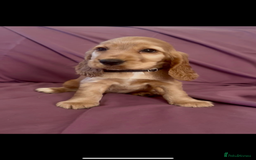 Cocker Spaniel dogs for sale: Fox red show cocker spaniels  - Image 7