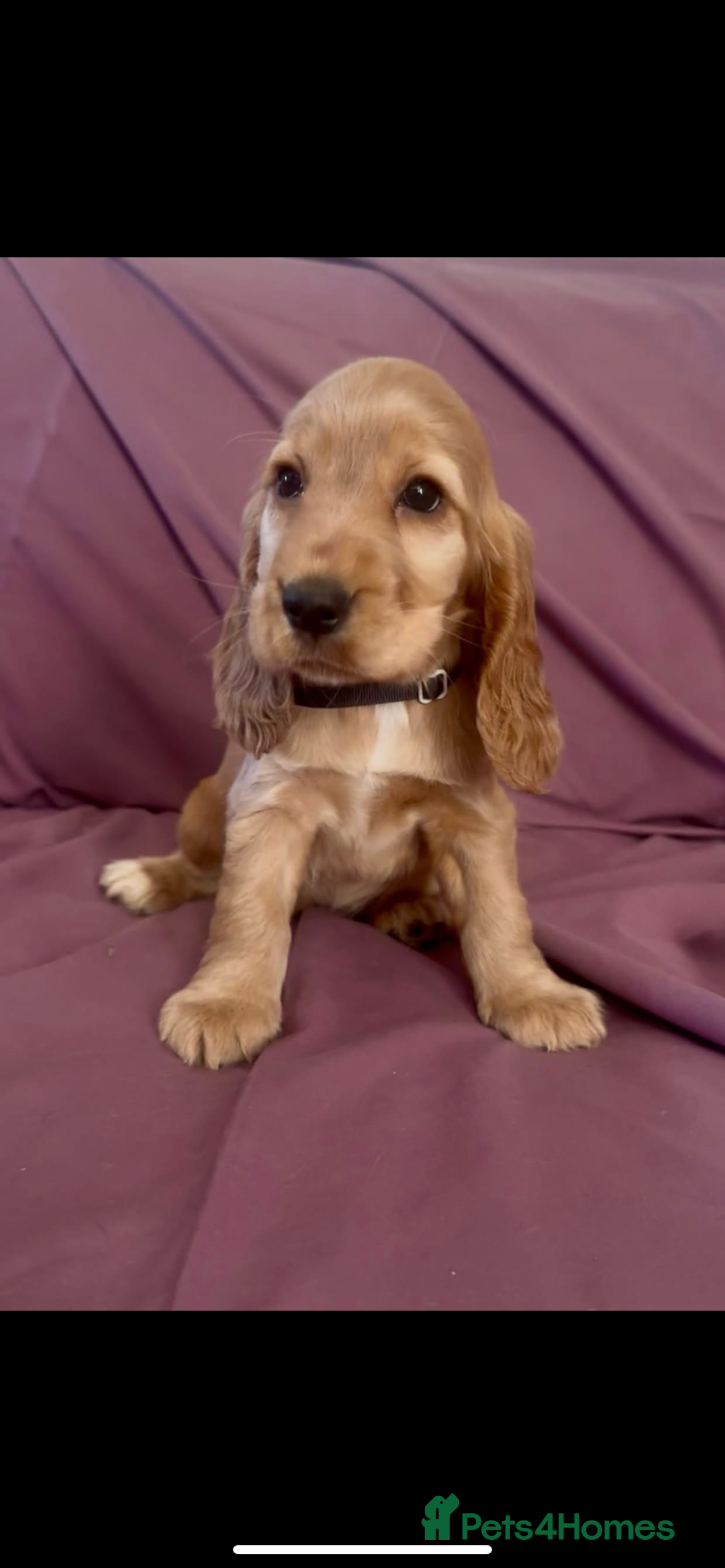 Cocker Spaniel dogs for sale: Fox red show cocker spaniels  - Image 7
