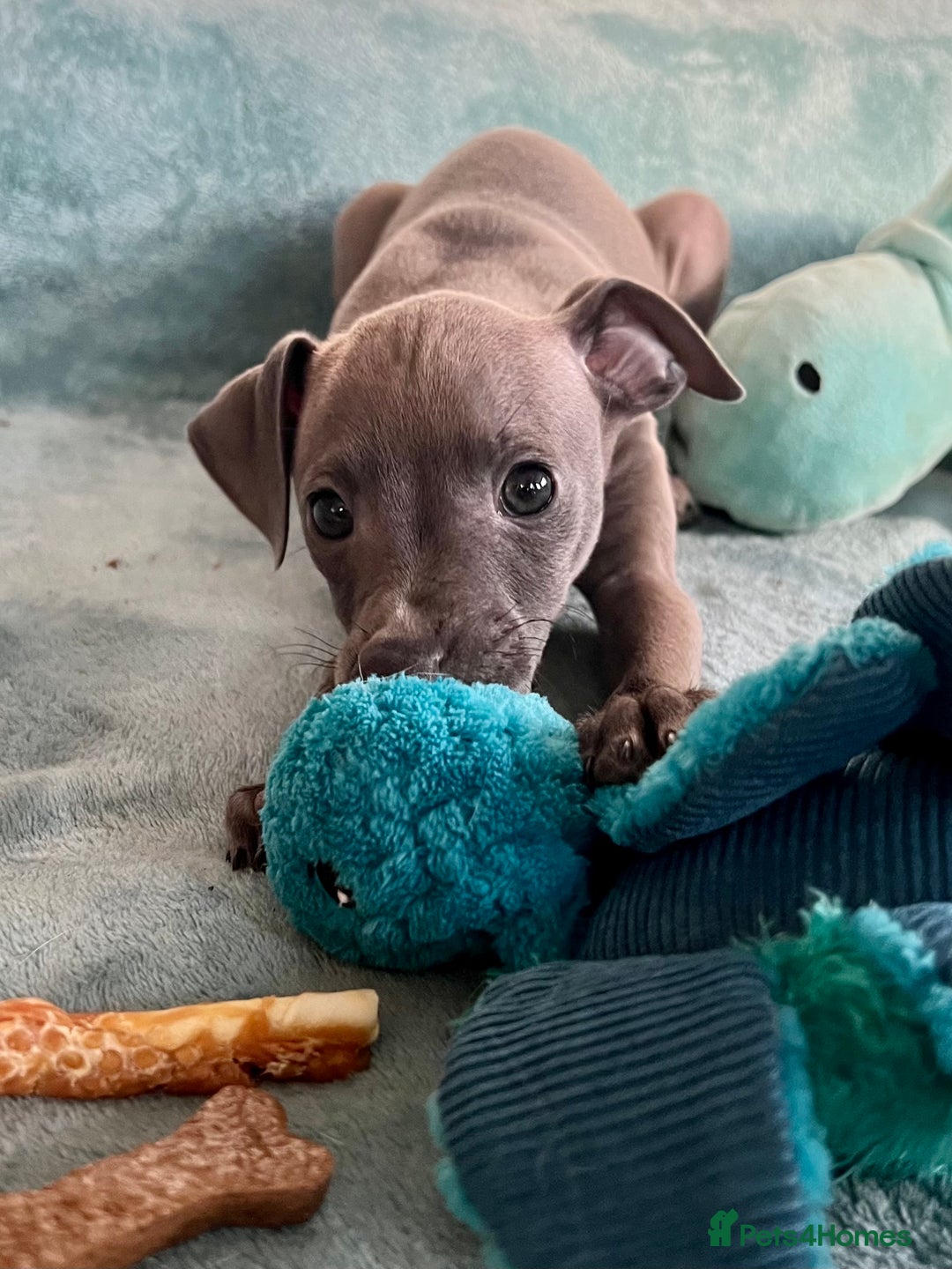 Italian Greyhound dogs for sale: KC Reg. Stunning Female Italian Greyhound Pup. - Advert 1