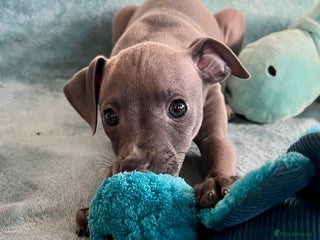 Italian Greyhound dogs KC Reg. Stunning Female Italian Greyhound Pup. - Advert 4