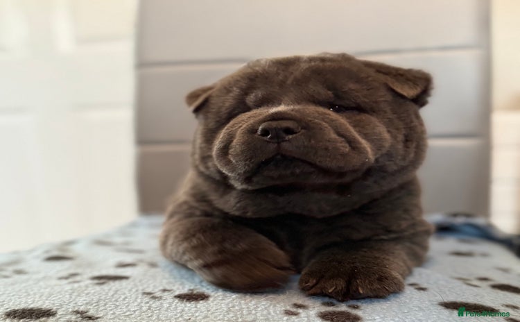 Chow Chow dogs - Advert 1
