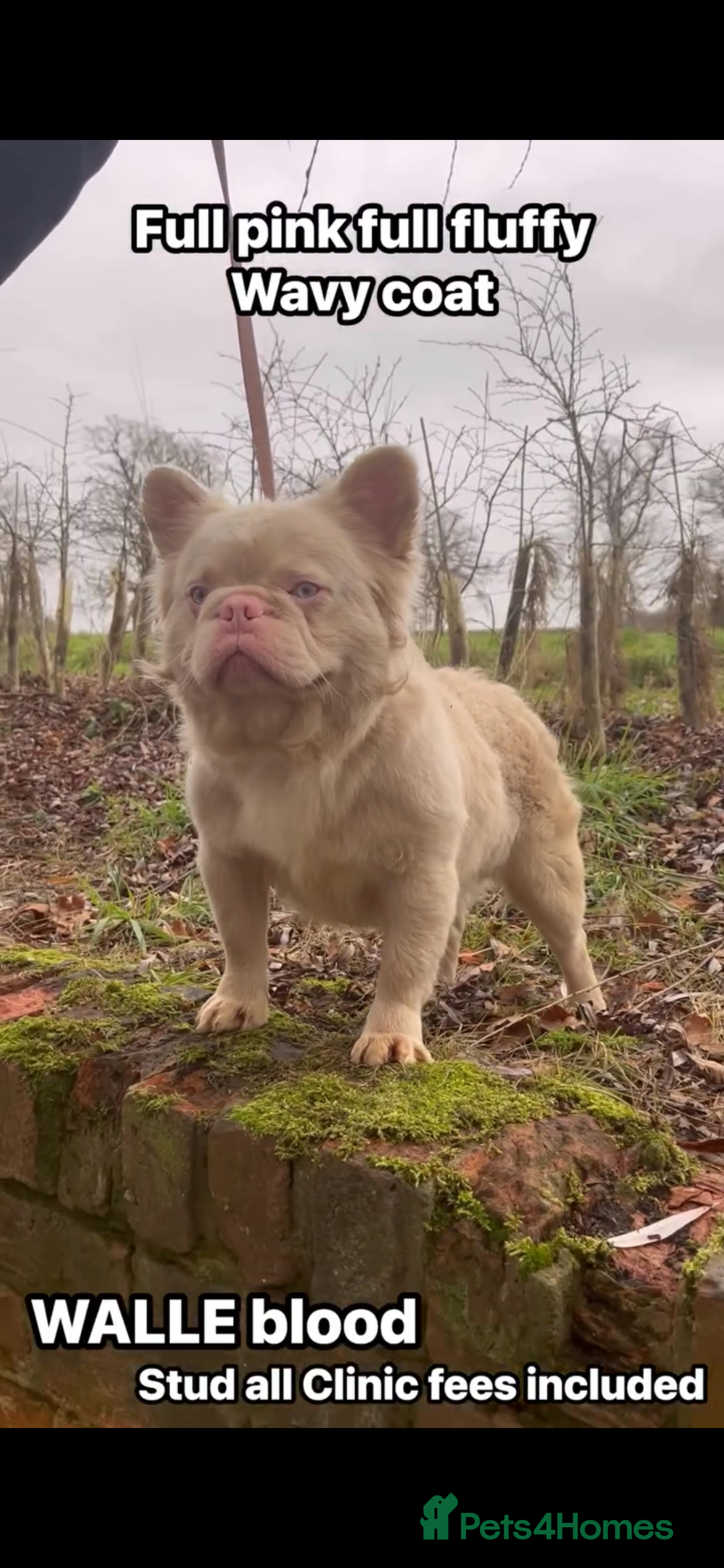 French Bulldog dogs STUD - Full fluffy full pink frenchie wavy coat 🌊 - Advert 1