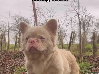 French Bulldog dogs STUD - Full fluffy full pink frenchie wavy coat 🌊 - Advert 1