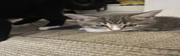 Mixed Breed cats for sale: Grey Male kitten  - Advert 4