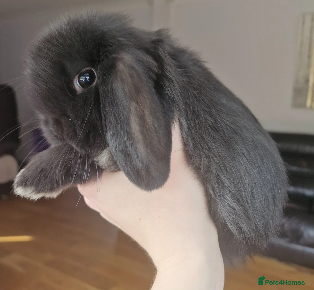 Mini Lop rabbits for sale: 🩵 Mini Lop Boy 🩵 - Advert 1
